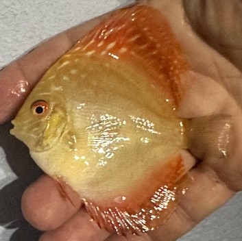 Sunburst Discus Fish - 3-3.5 inch